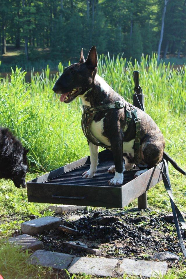 Bullterrier Koko billede 4