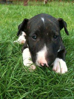 Bullterrier Koko billede 5