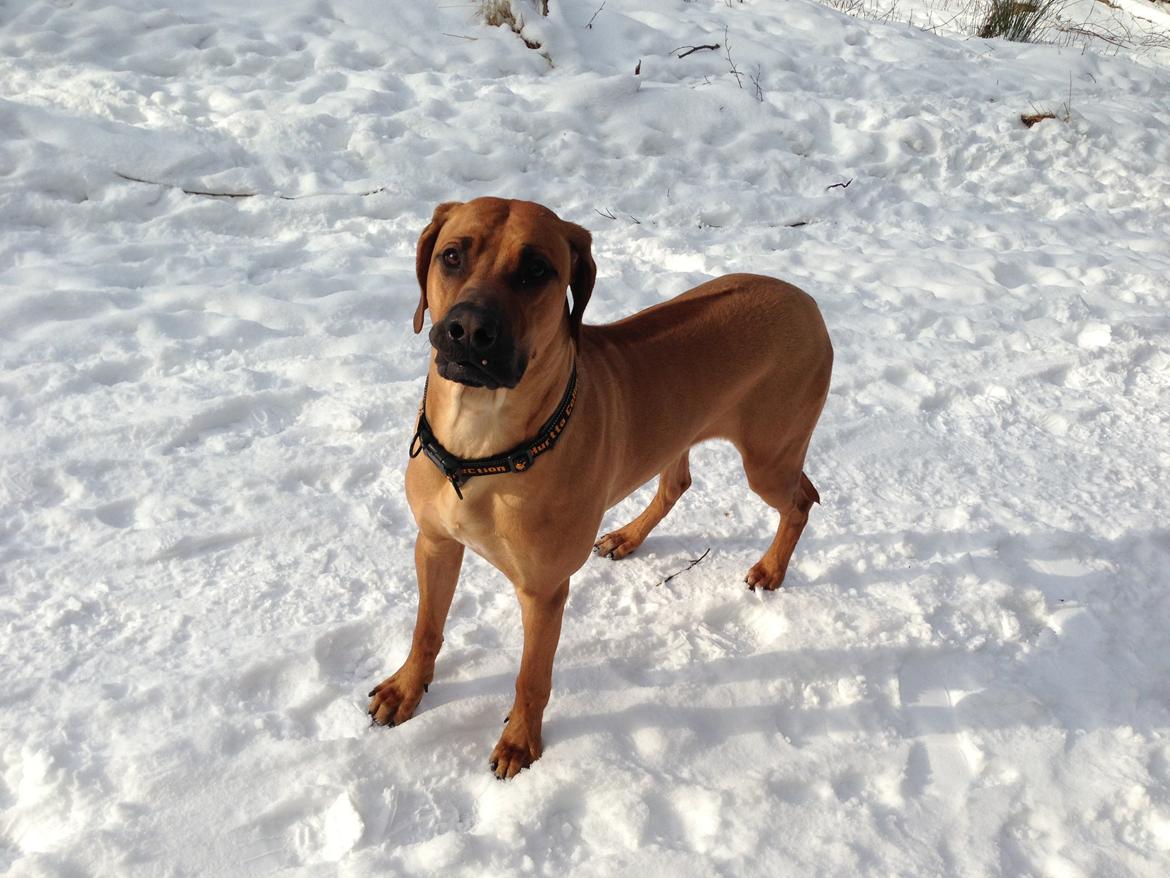 Rhodesian ridgeback Hazinas 6th Fahari by U billede 7