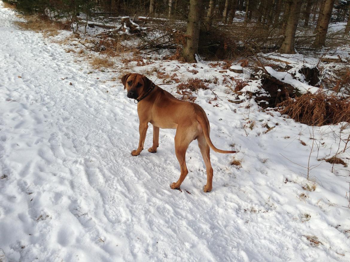 Rhodesian ridgeback Hazinas 6th Fahari by U billede 2