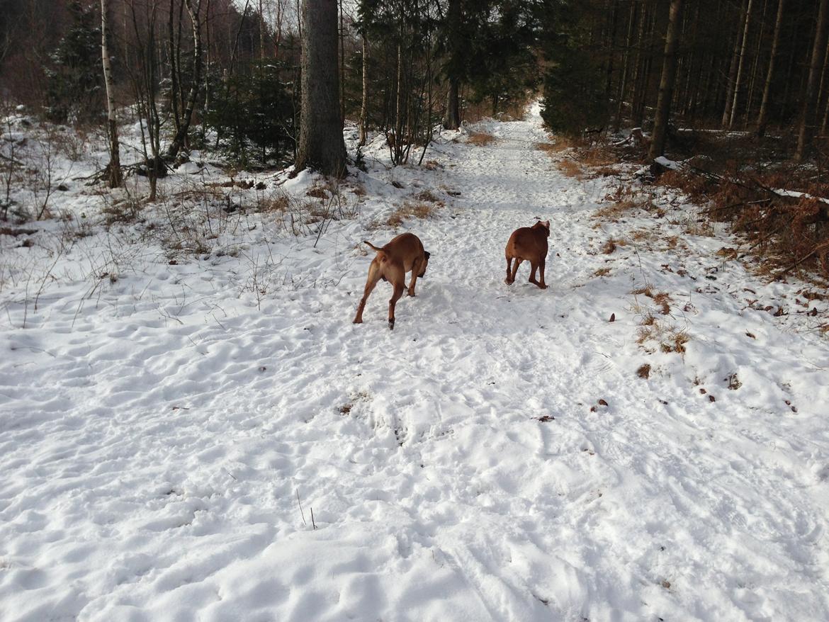 Rhodesian ridgeback Hazinas 6th Fahari by U billede 10