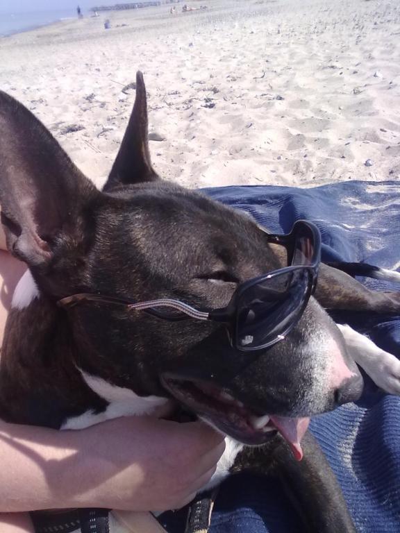 Bullterrier Koko billede 6