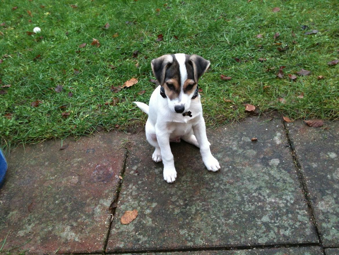 Dansk svensk gaardhund Hannibal billede 12