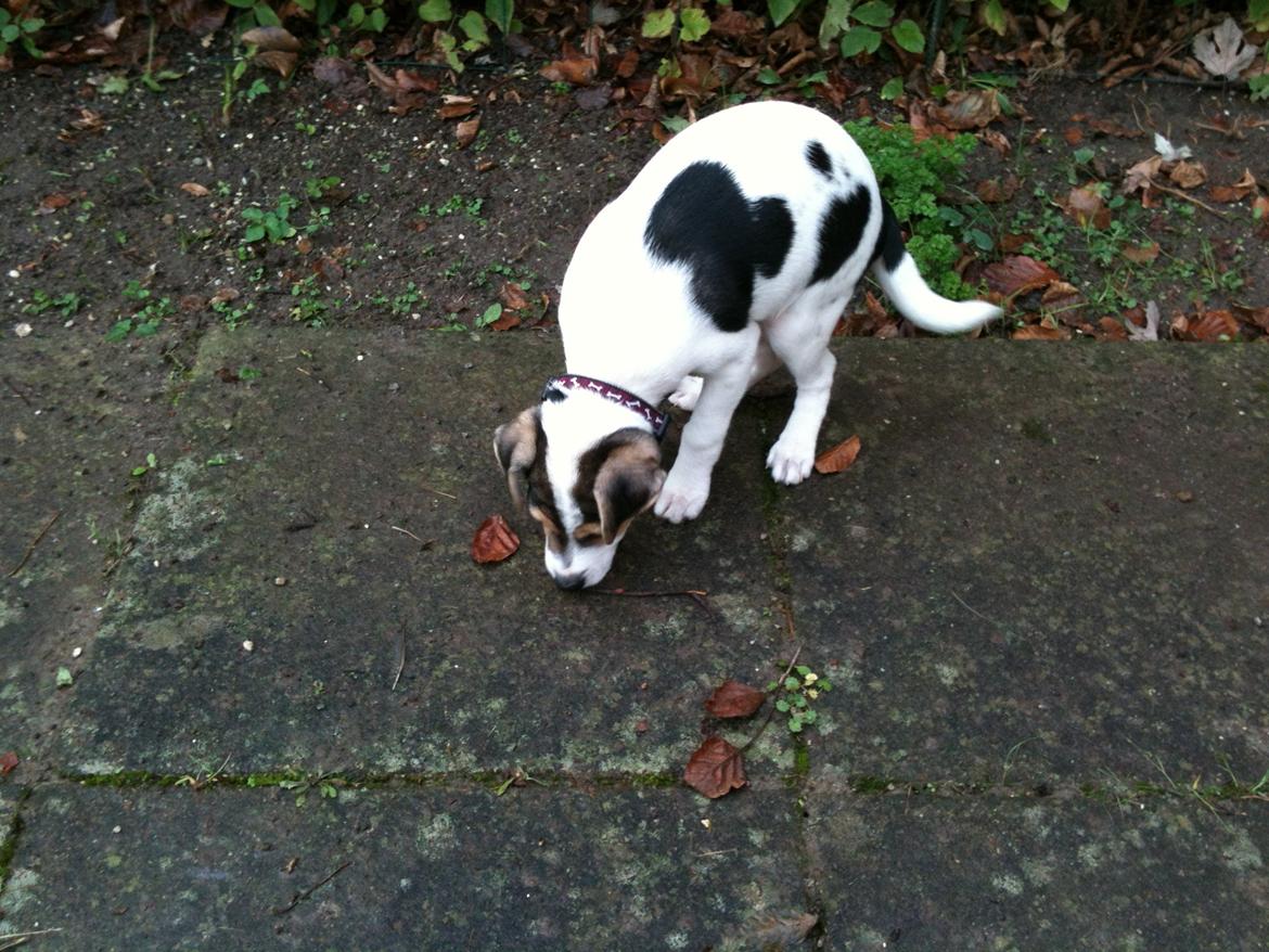 Dansk svensk gaardhund Hannibal billede 10