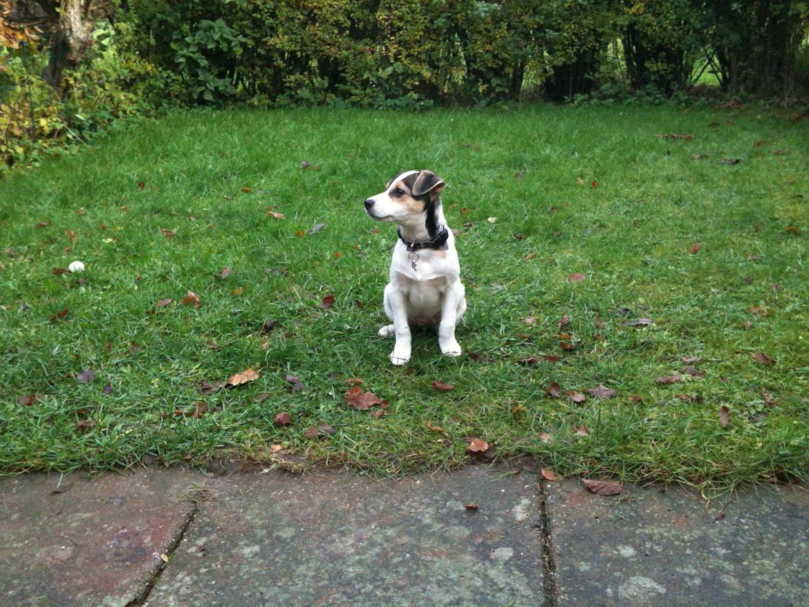 Dansk svensk gaardhund Hannibal billede 14