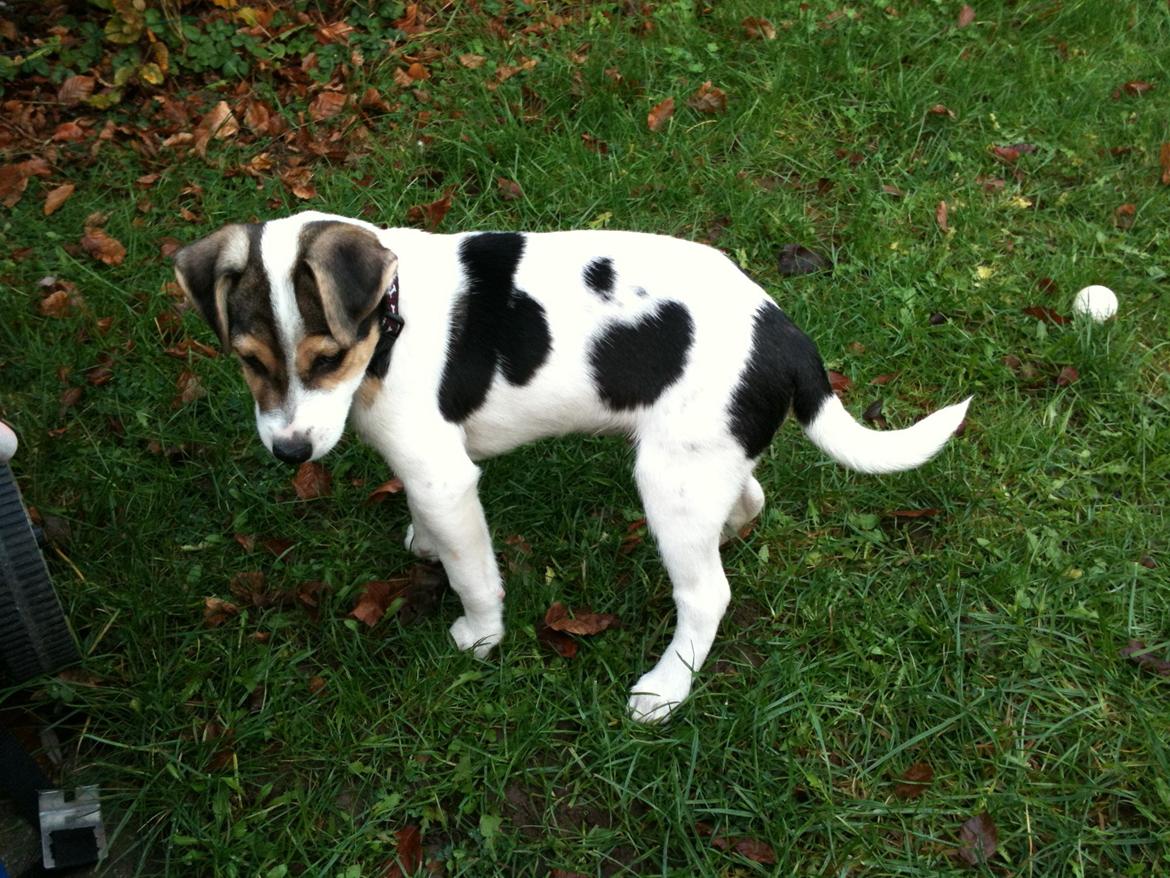 Dansk svensk gaardhund Hannibal billede 15