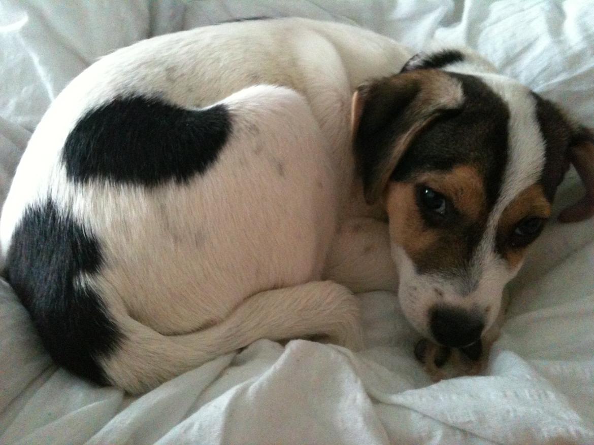 Dansk svensk gaardhund Hannibal billede 17