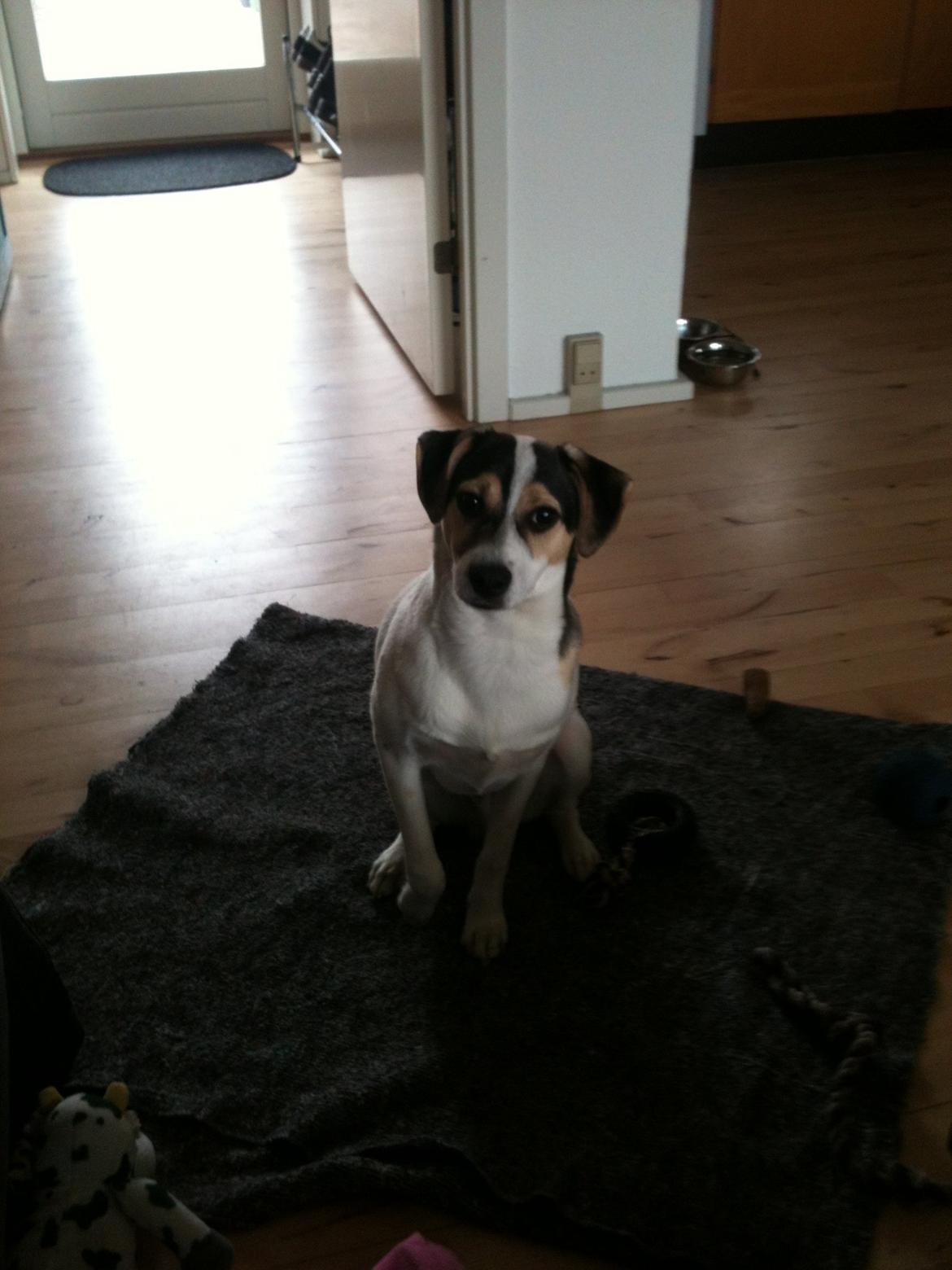 Dansk svensk gaardhund Hannibal billede 7