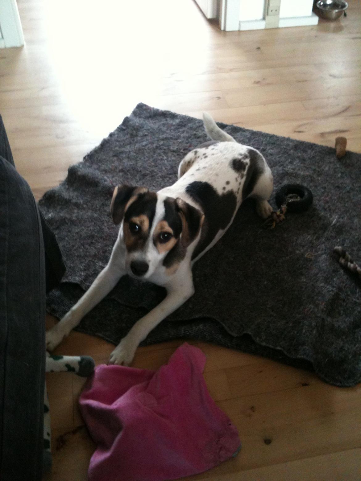 Dansk svensk gaardhund Hannibal billede 8