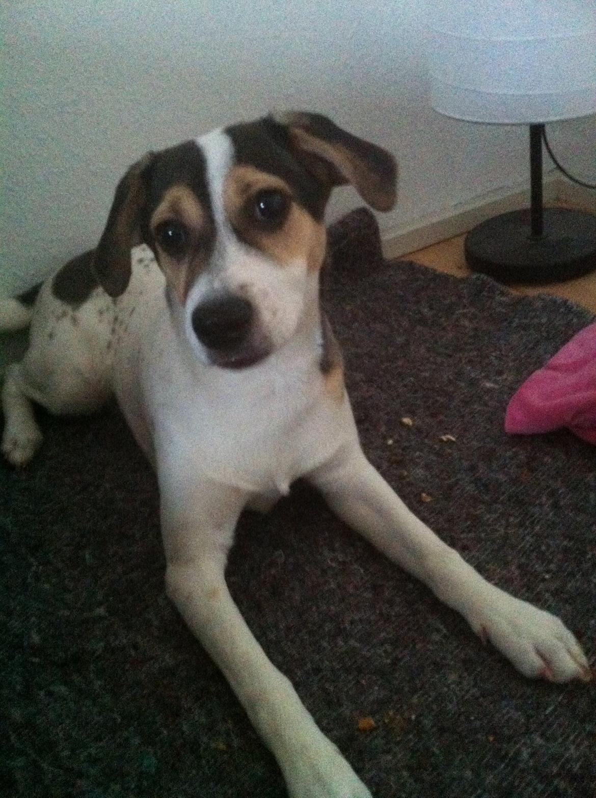 Dansk svensk gaardhund Hannibal billede 6