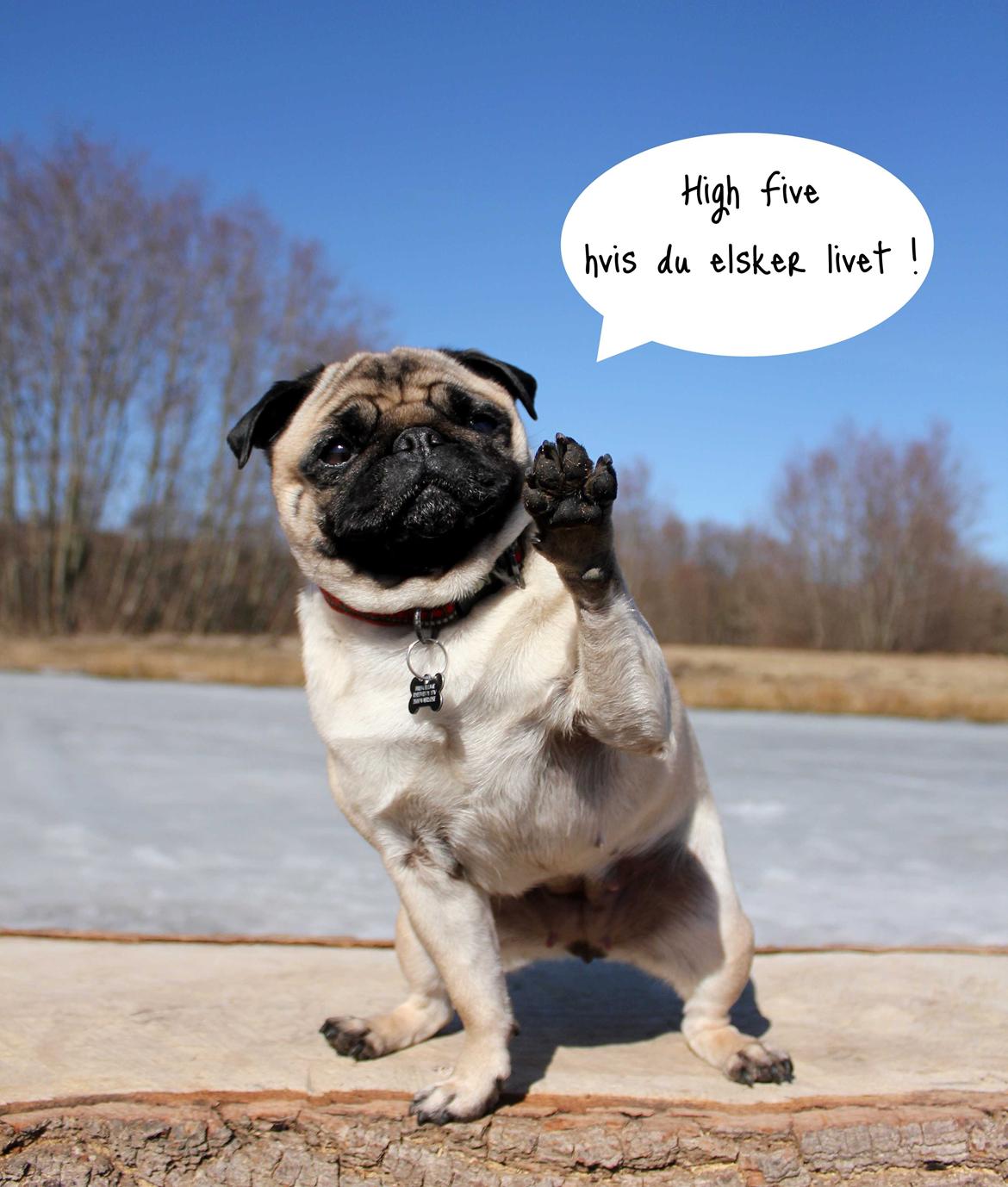 Mops Zoe - Rullepølsen - VELKOMMEN til rodebutikken ;))) 

Håber i vil nyde billederne - De er valgt kun til jer ;))  billede 2