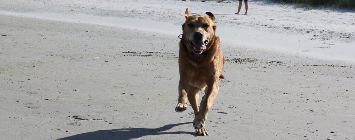 Labrador retriever Timon billede 3