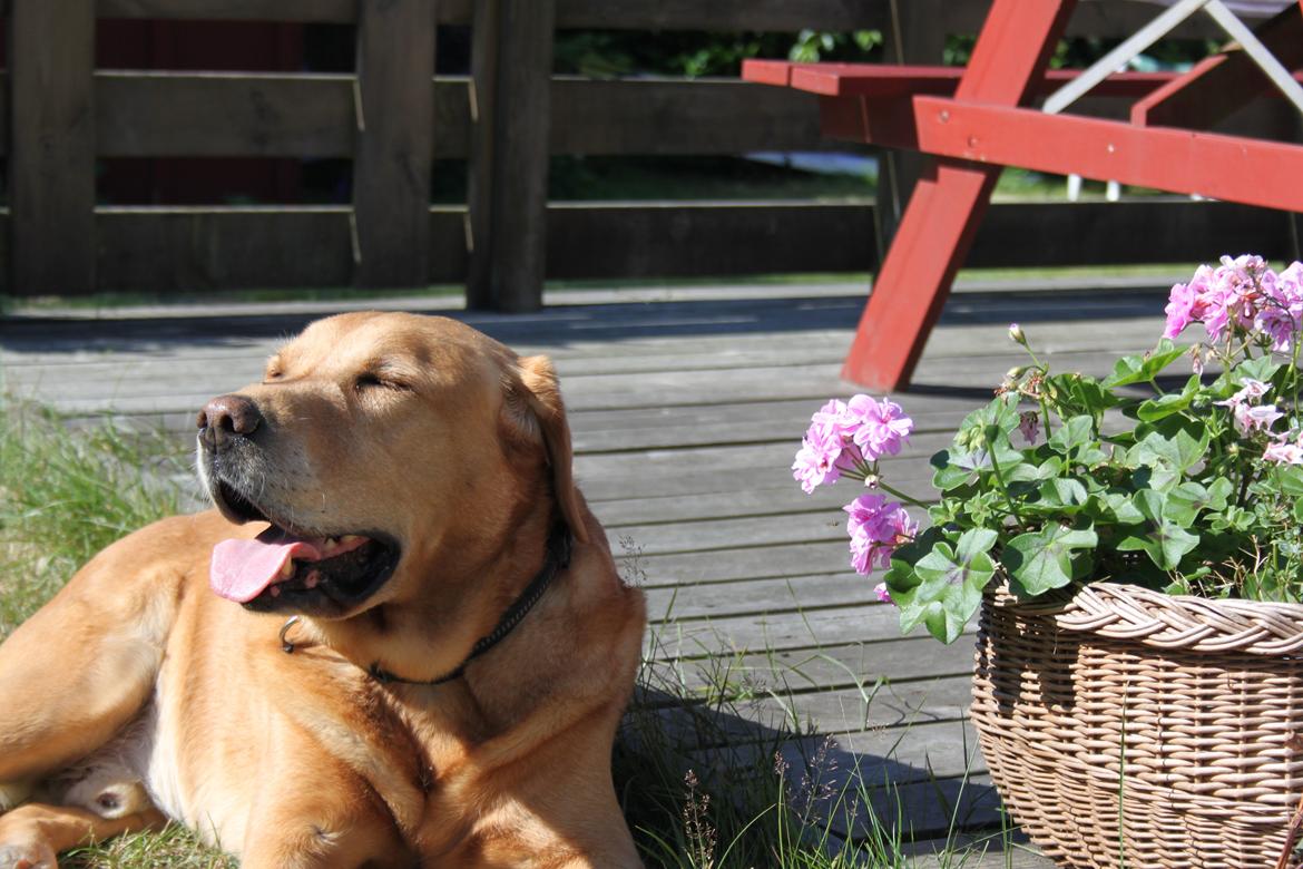 Labrador retriever Timon billede 5