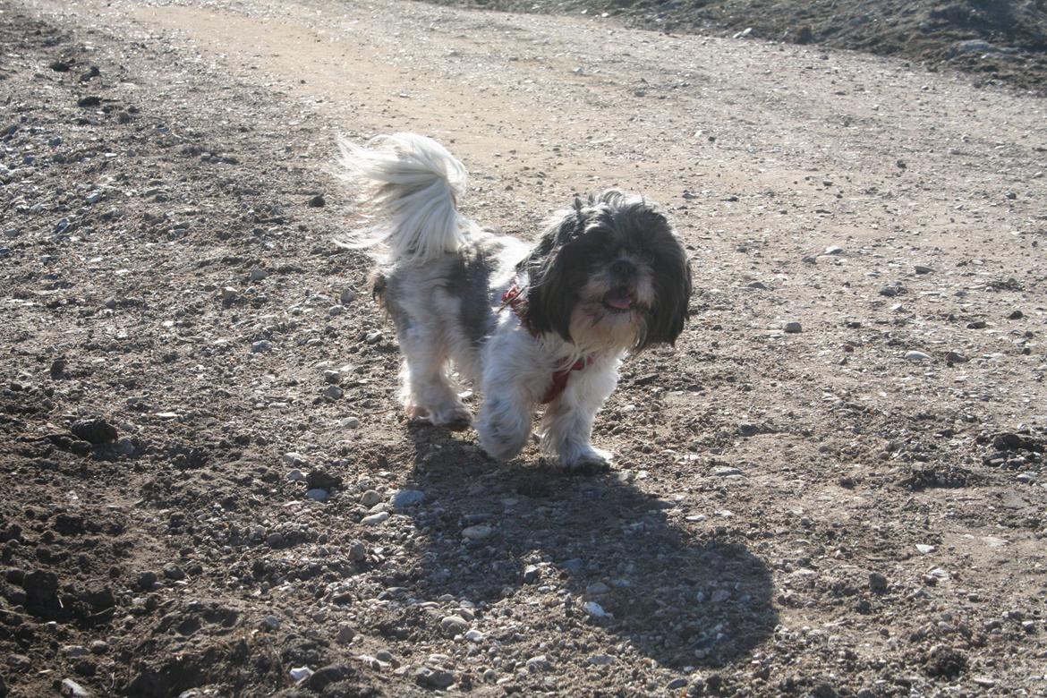 Shih tzu Trille billede 20