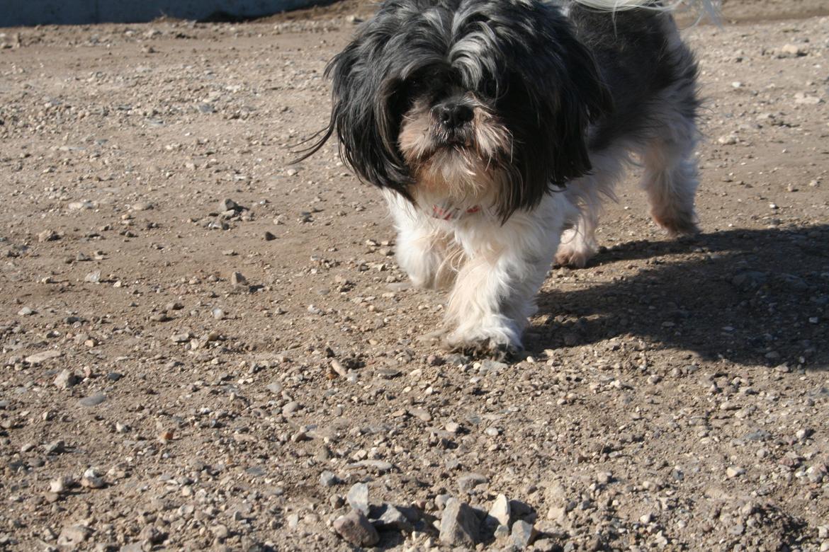 Shih tzu Trille billede 21