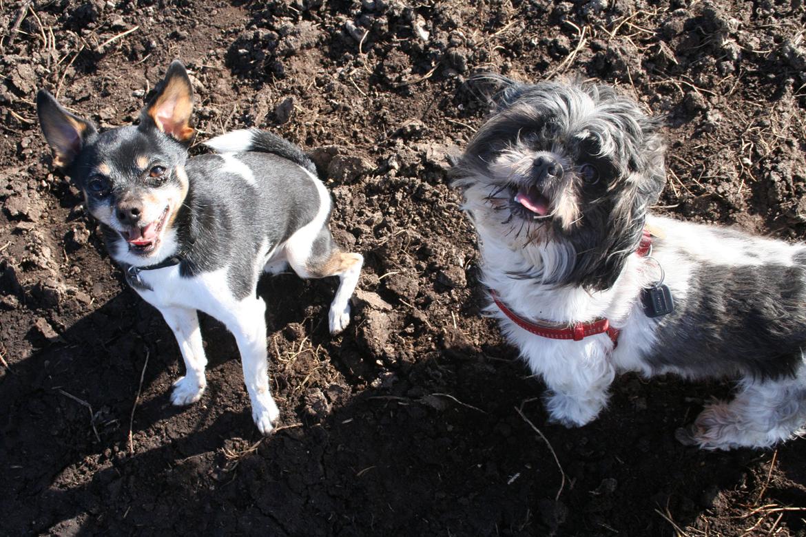 Shih tzu Trille billede 8