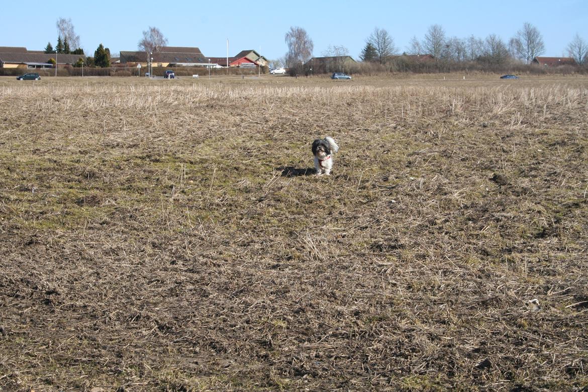 Shih tzu Trille billede 22