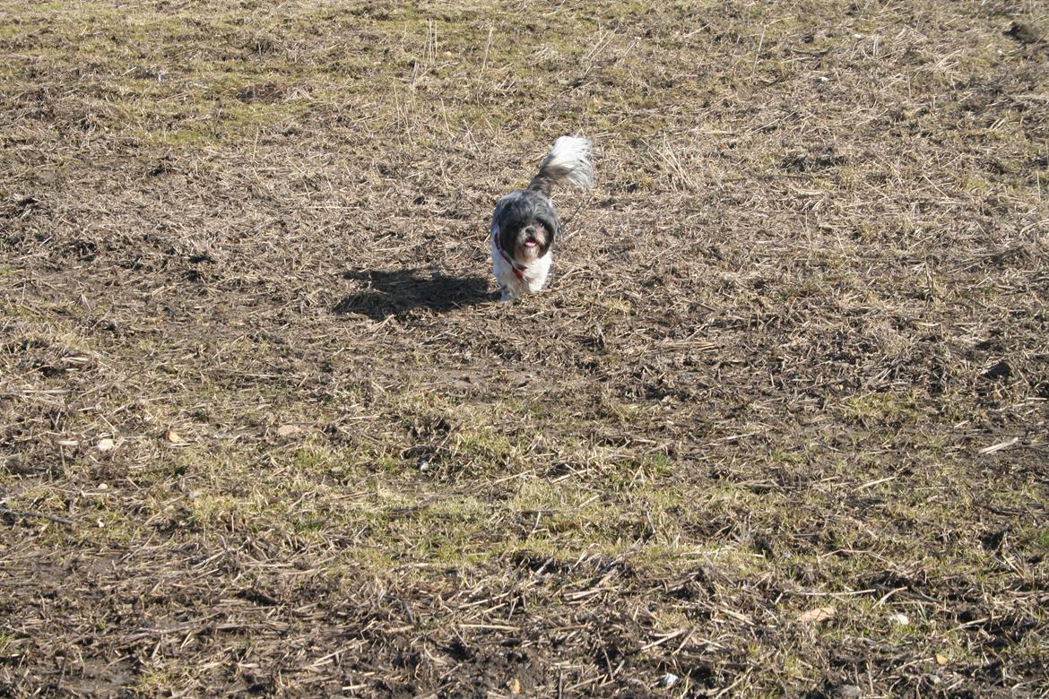 Shih tzu Trille billede 23