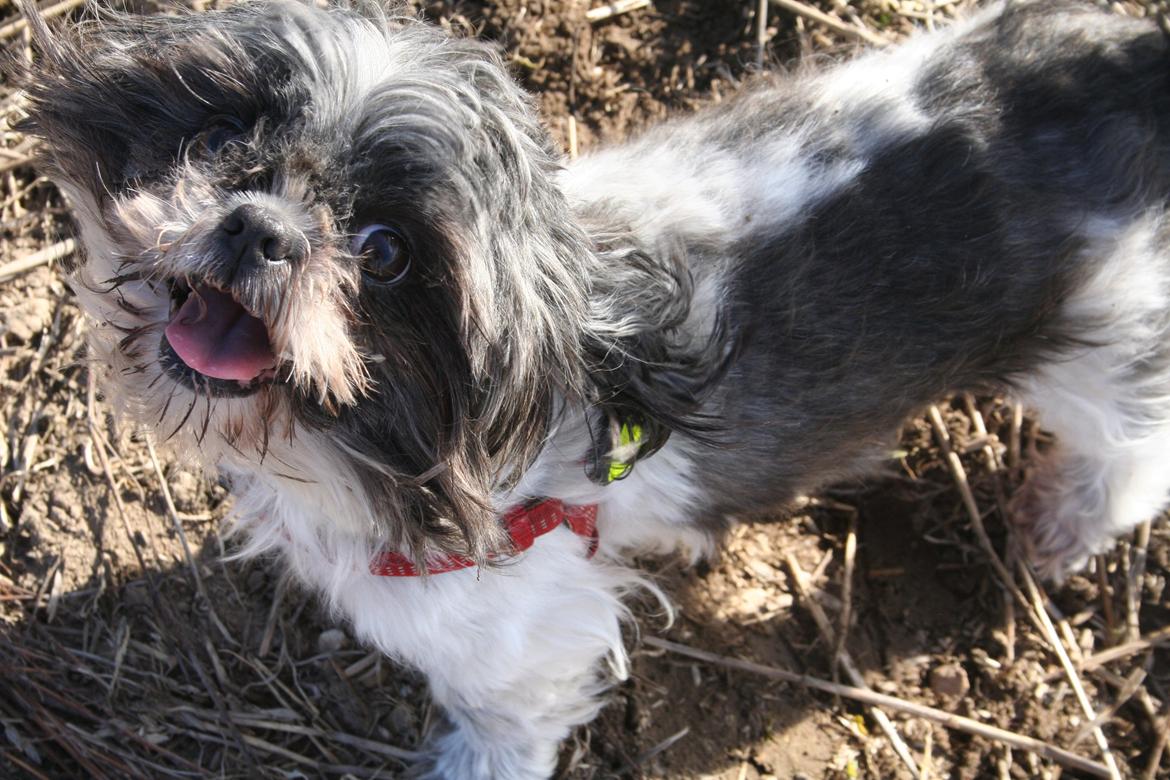 Shih tzu Trille billede 13