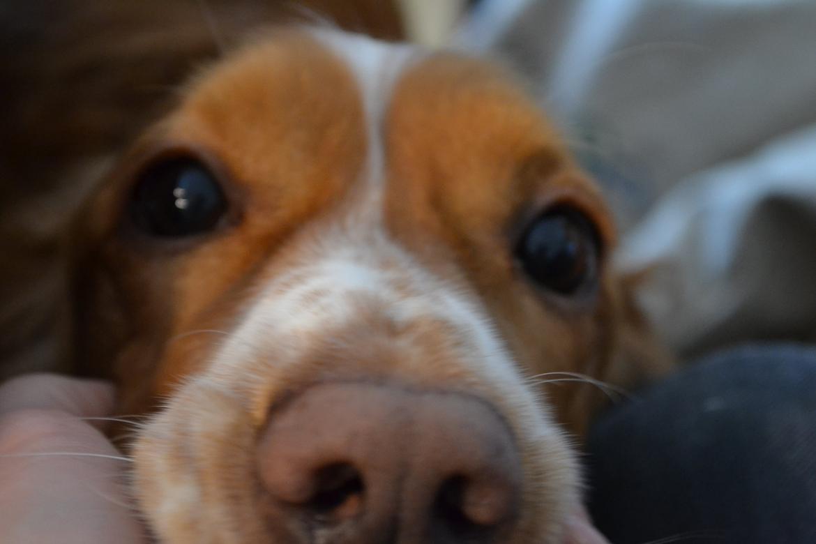 Cocker spaniel Lasse billede 3