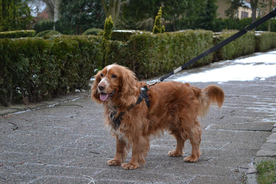 Cocker spaniel Lasse billede 4