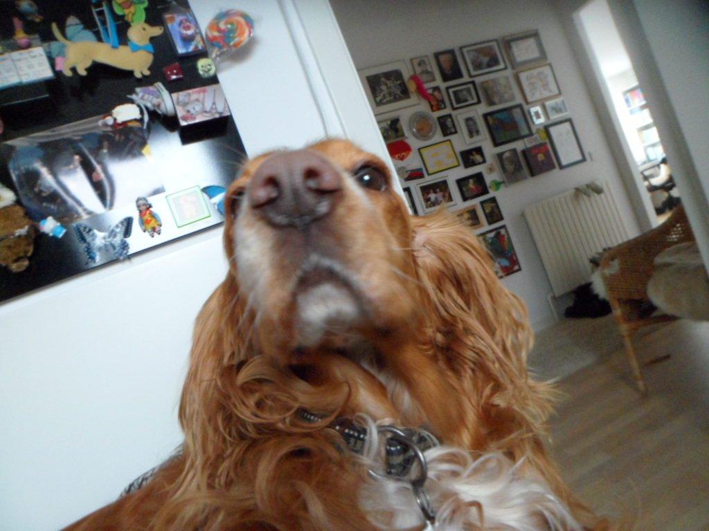 Cocker spaniel Lasse billede 5