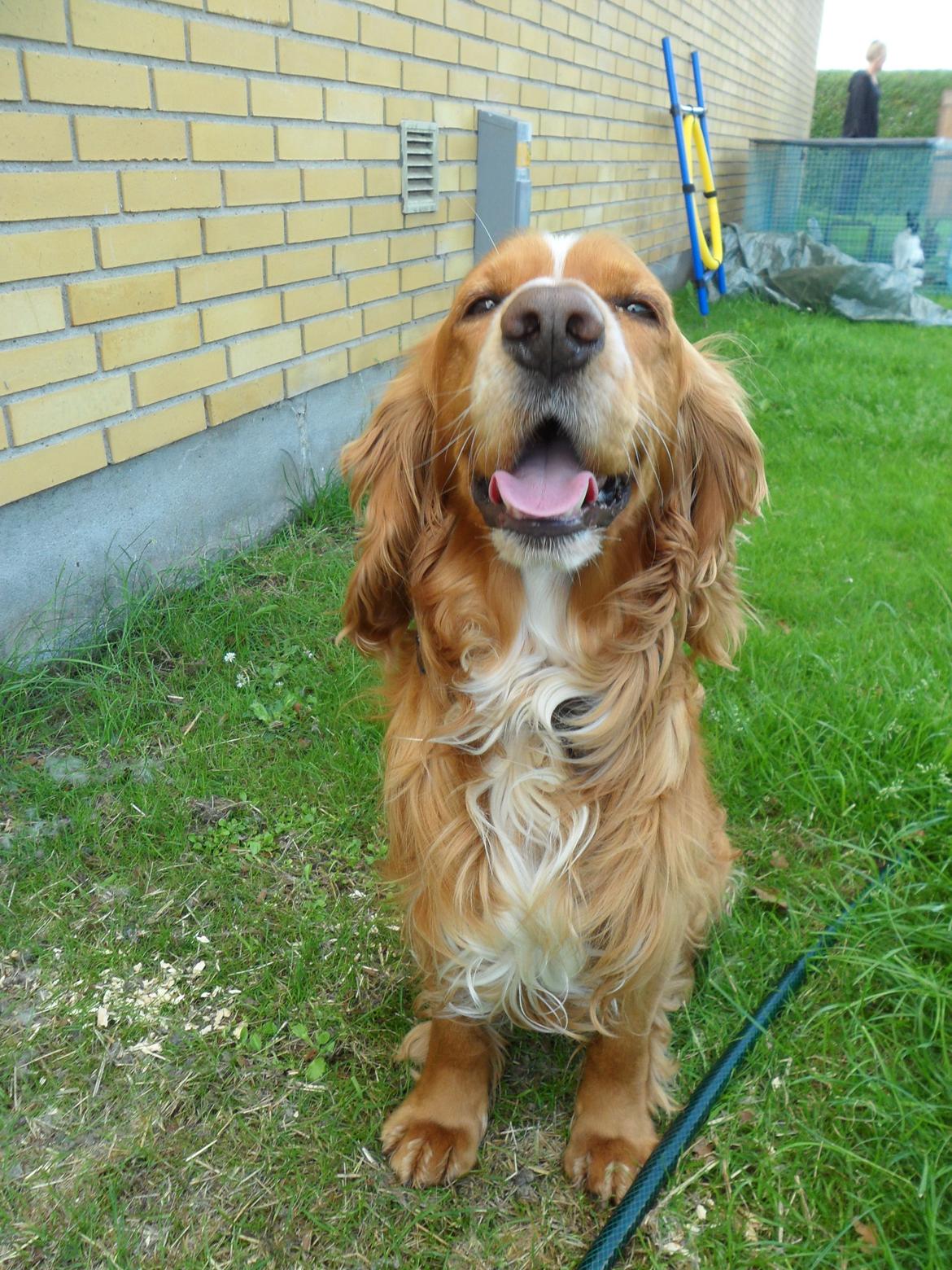 Cocker spaniel Lasse billede 6