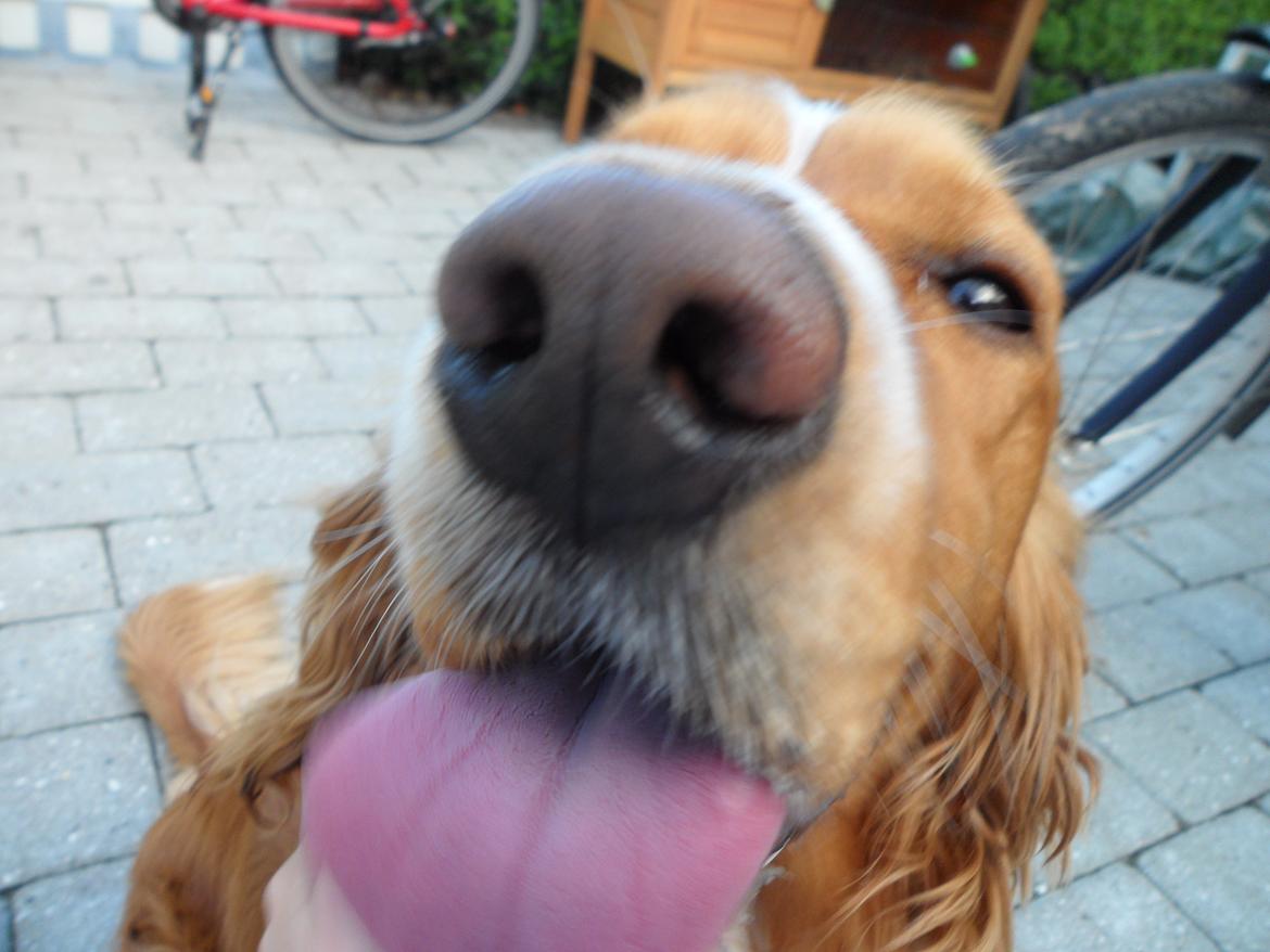 Cocker spaniel Lasse billede 7