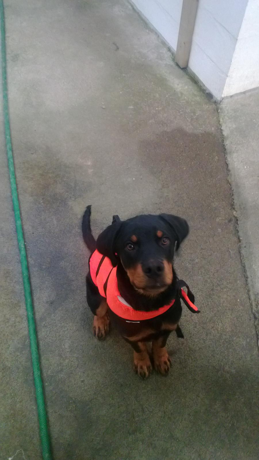 Rottweiler Elvis - skal til og ud og svømme billede 4