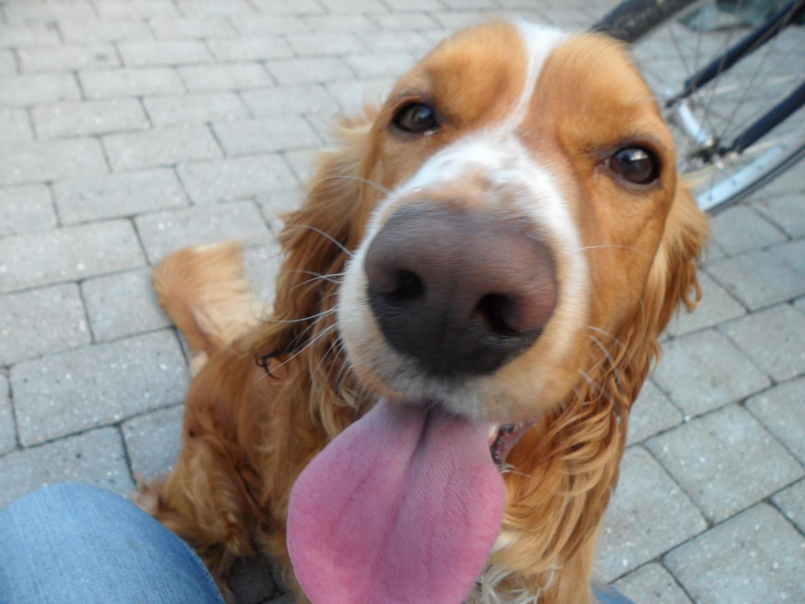 Cocker spaniel Lasse billede 8