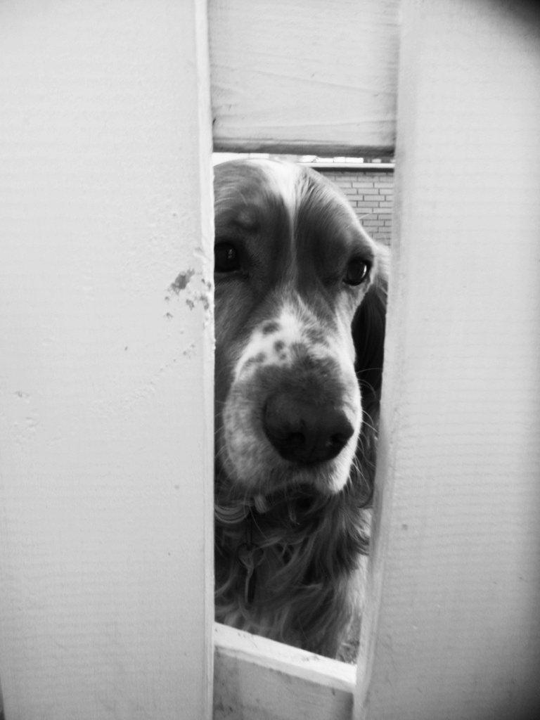 Cocker spaniel Lasse billede 9