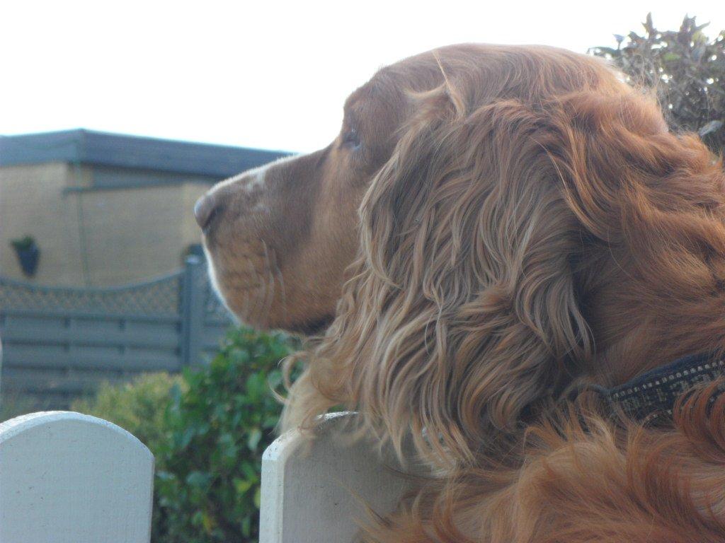 Cocker spaniel Lasse billede 10