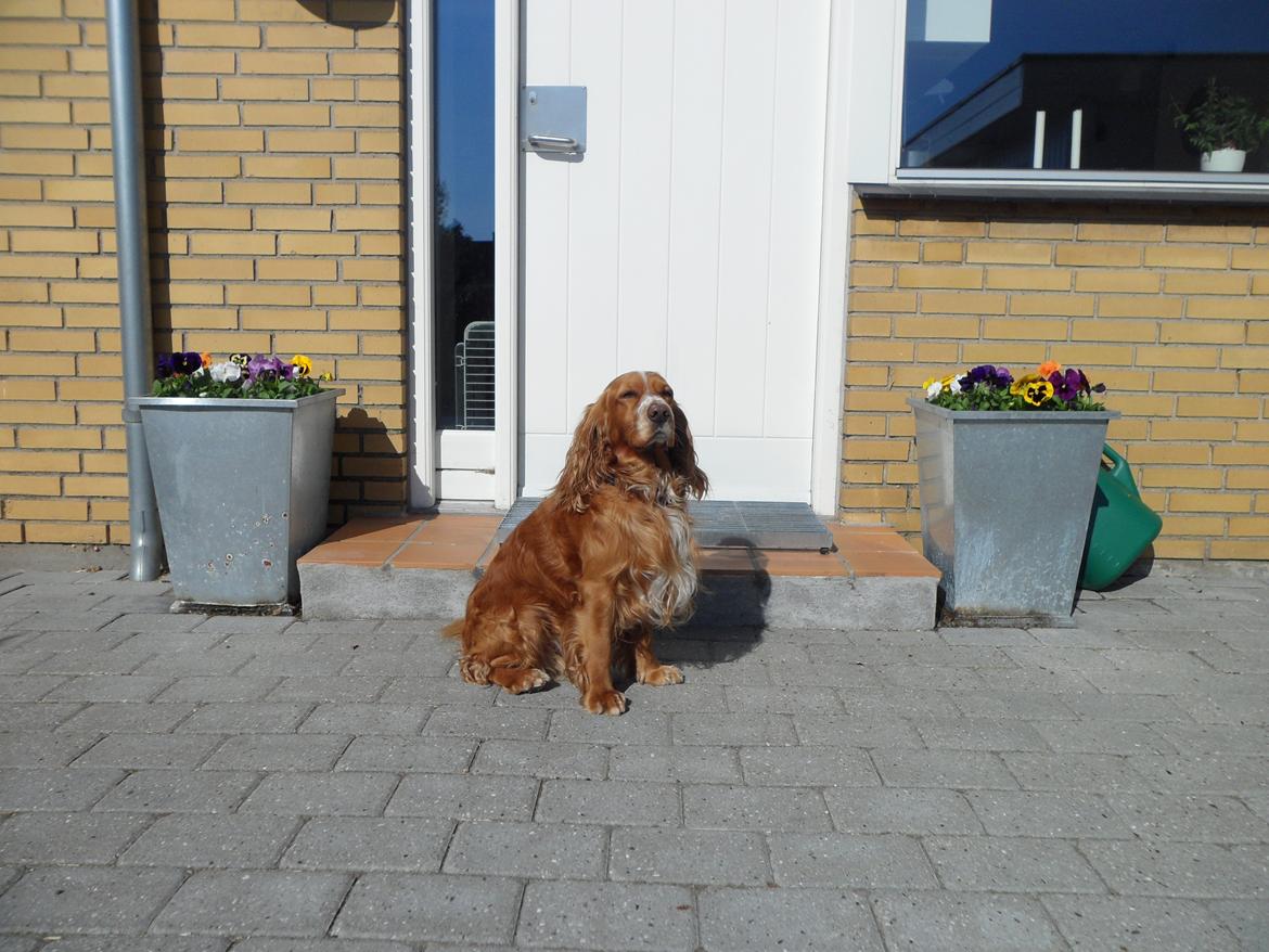Cocker spaniel Lasse billede 11