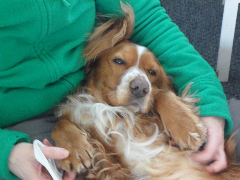 Cocker spaniel Lasse billede 12