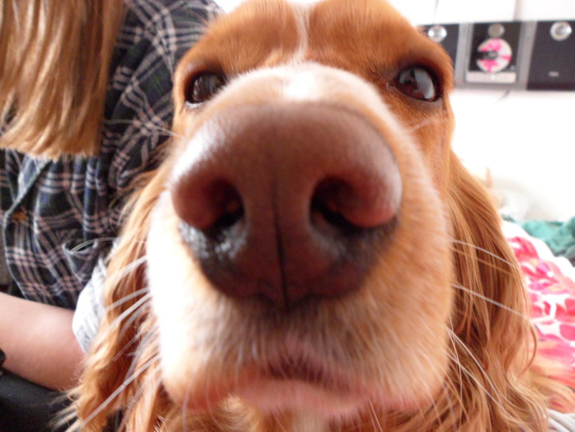 Cocker spaniel Lasse billede 13