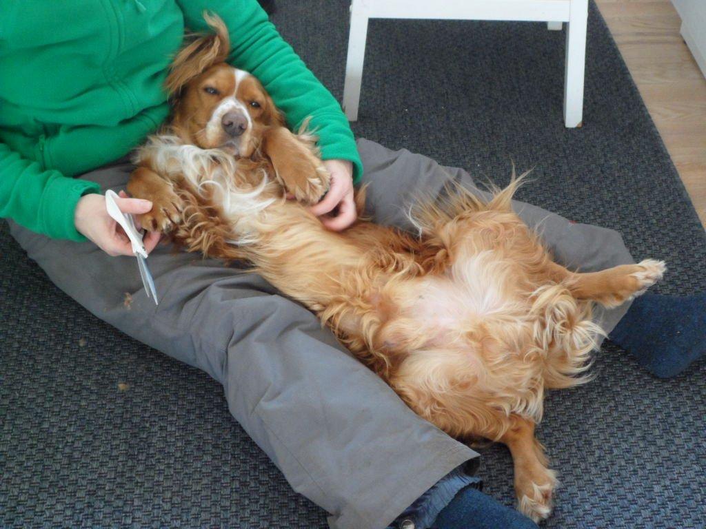 Cocker spaniel Lasse billede 14