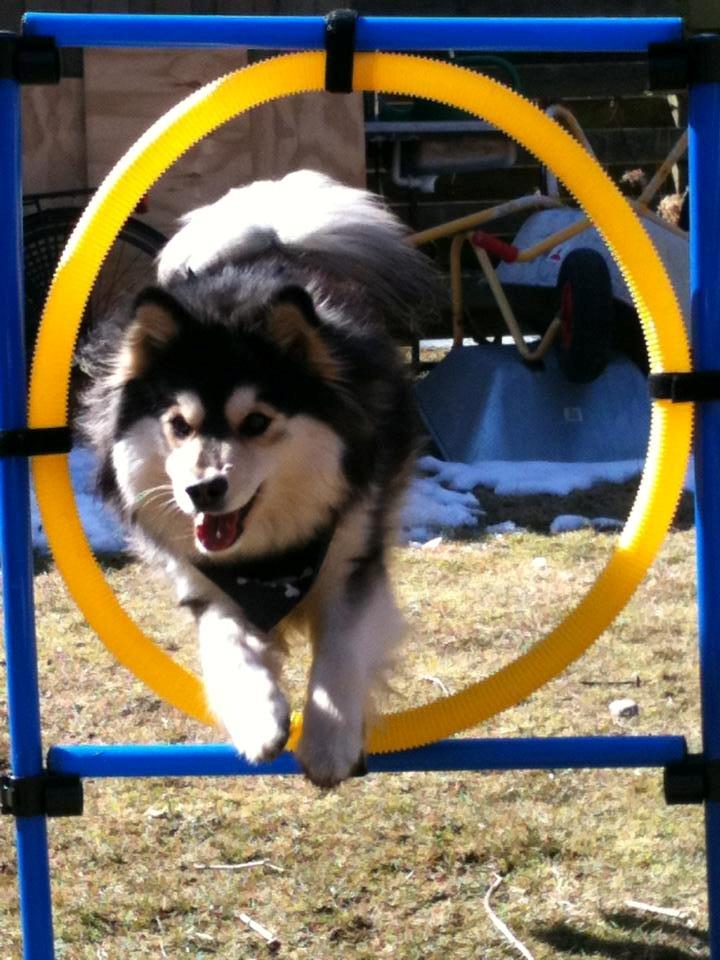 Finsk lapphund gottorps Ussi (kaldt: Bertha) billede 31