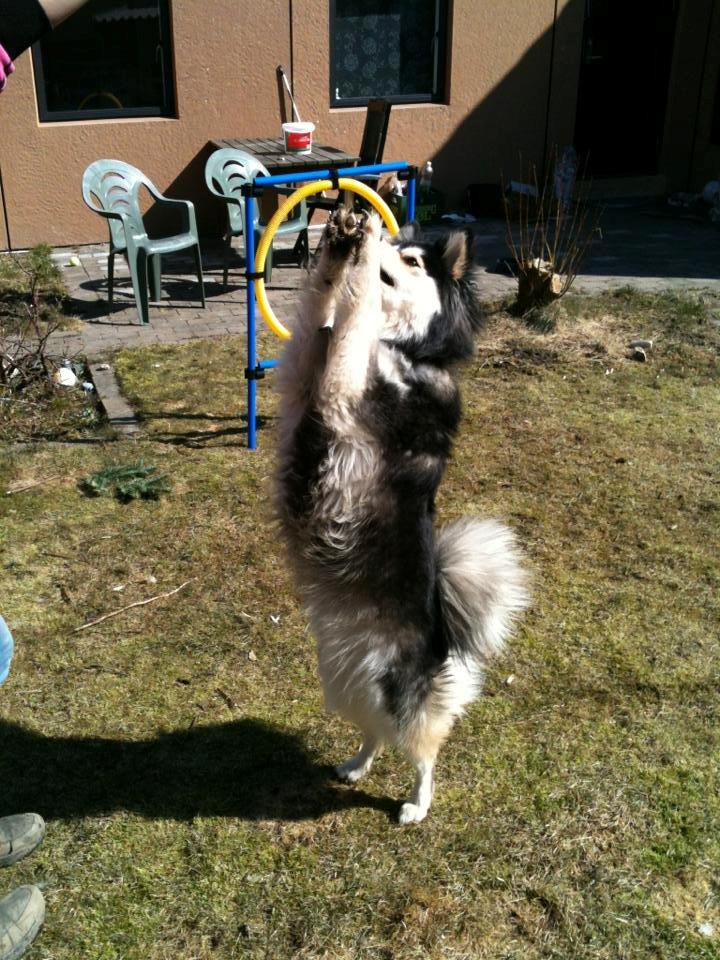 Finsk lapphund gottorps Ussi (kaldt: Bertha) billede 38