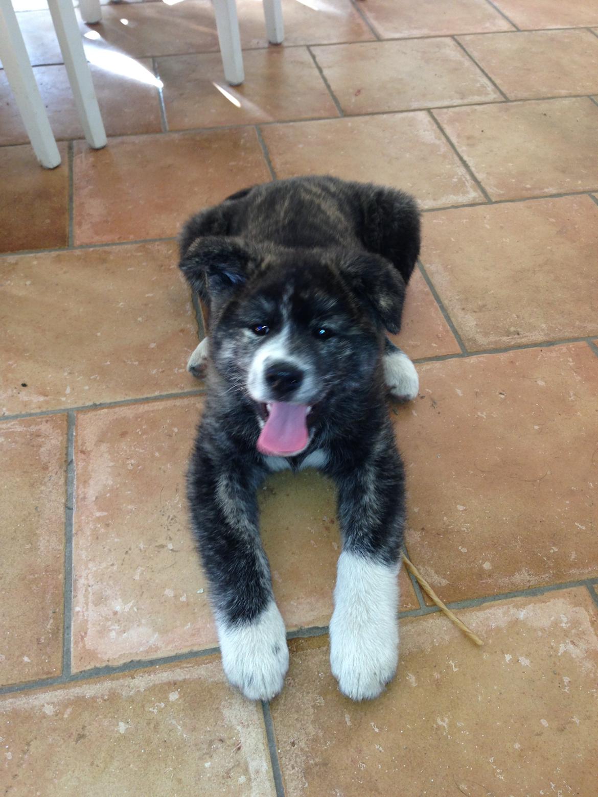 Akita inu Reiko (Akita-inu.dk) DK-Tika billede 7