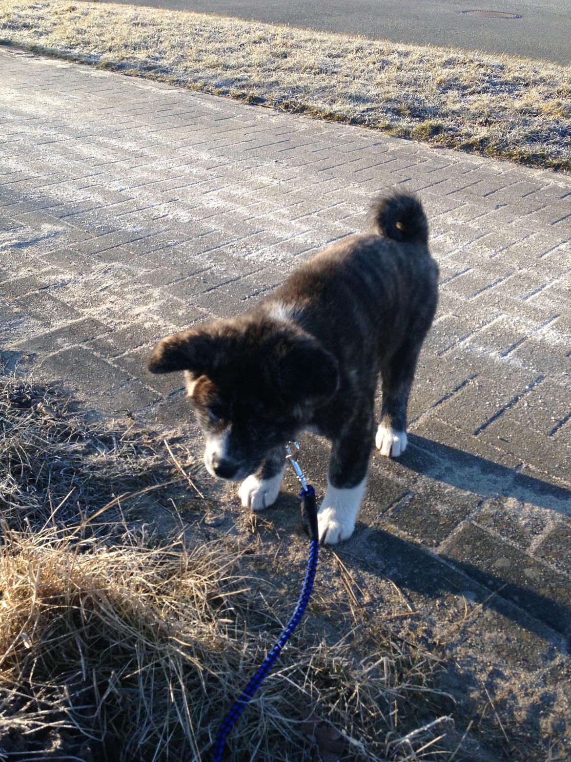 Akita inu Reiko (Akita-inu.dk) DK-Tika billede 8