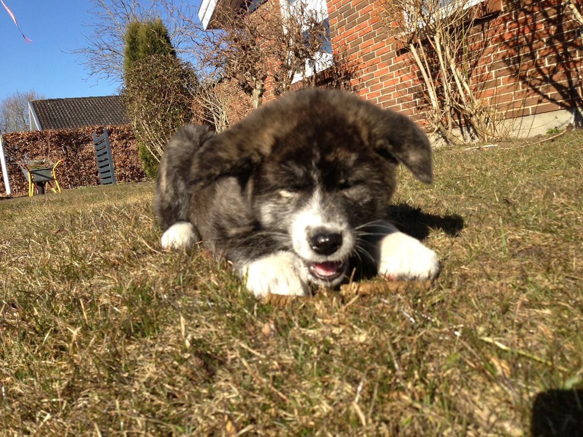 Akita inu Reiko (Akita-inu.dk) DK-Tika billede 9