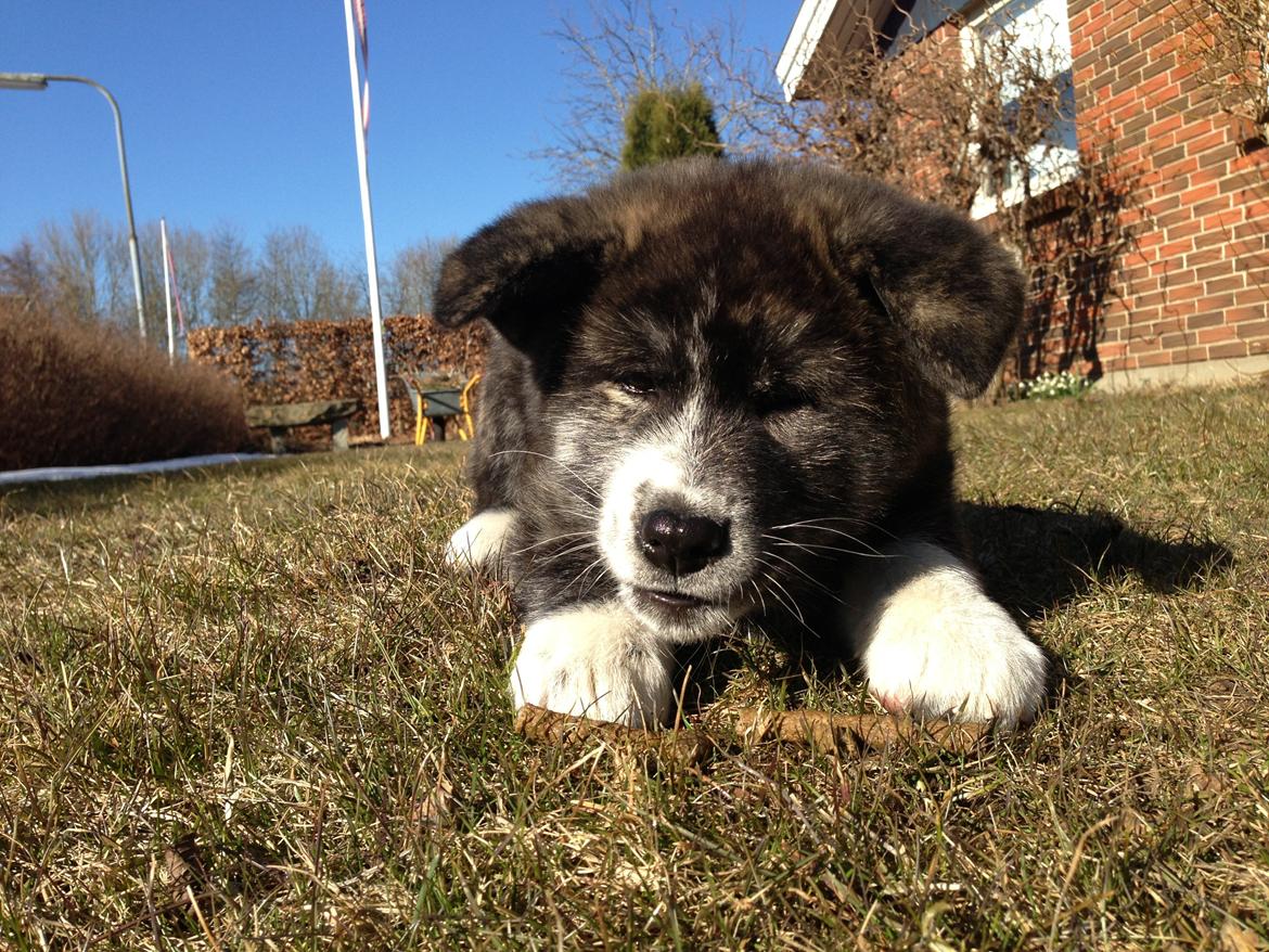 Akita inu Reiko (Akita-inu.dk) DK-Tika billede 10