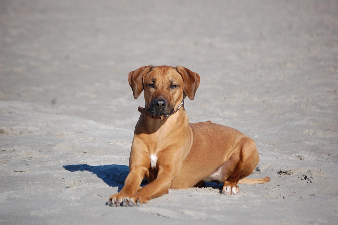 Rhodesian ridgeback Lewanika Humusha - Ishøj Strand april 2013 billede 18