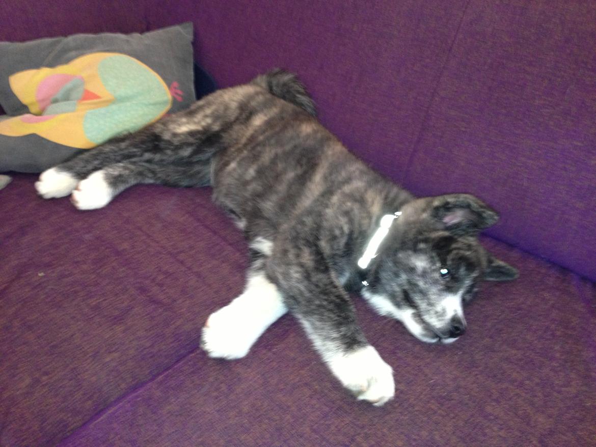 Akita inu Reiko (Akita-inu.dk) DK-Tika billede 11