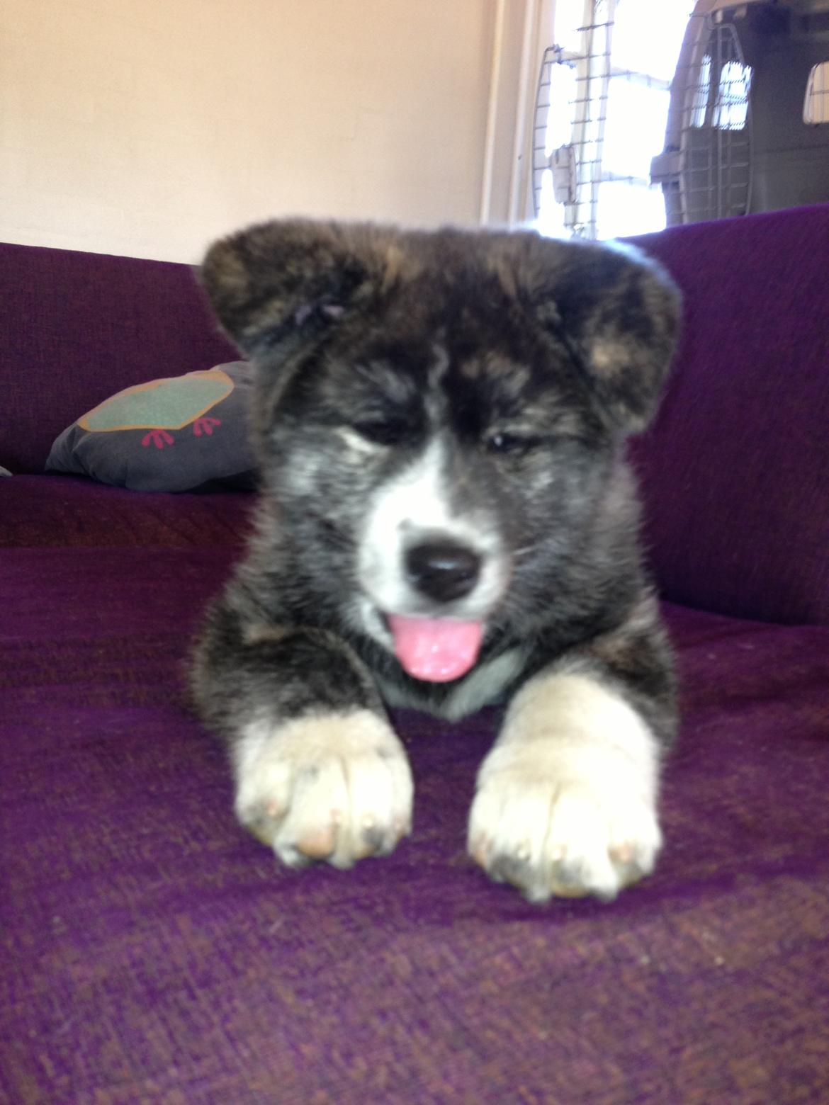 Akita inu Reiko (Akita-inu.dk) DK-Tika billede 12