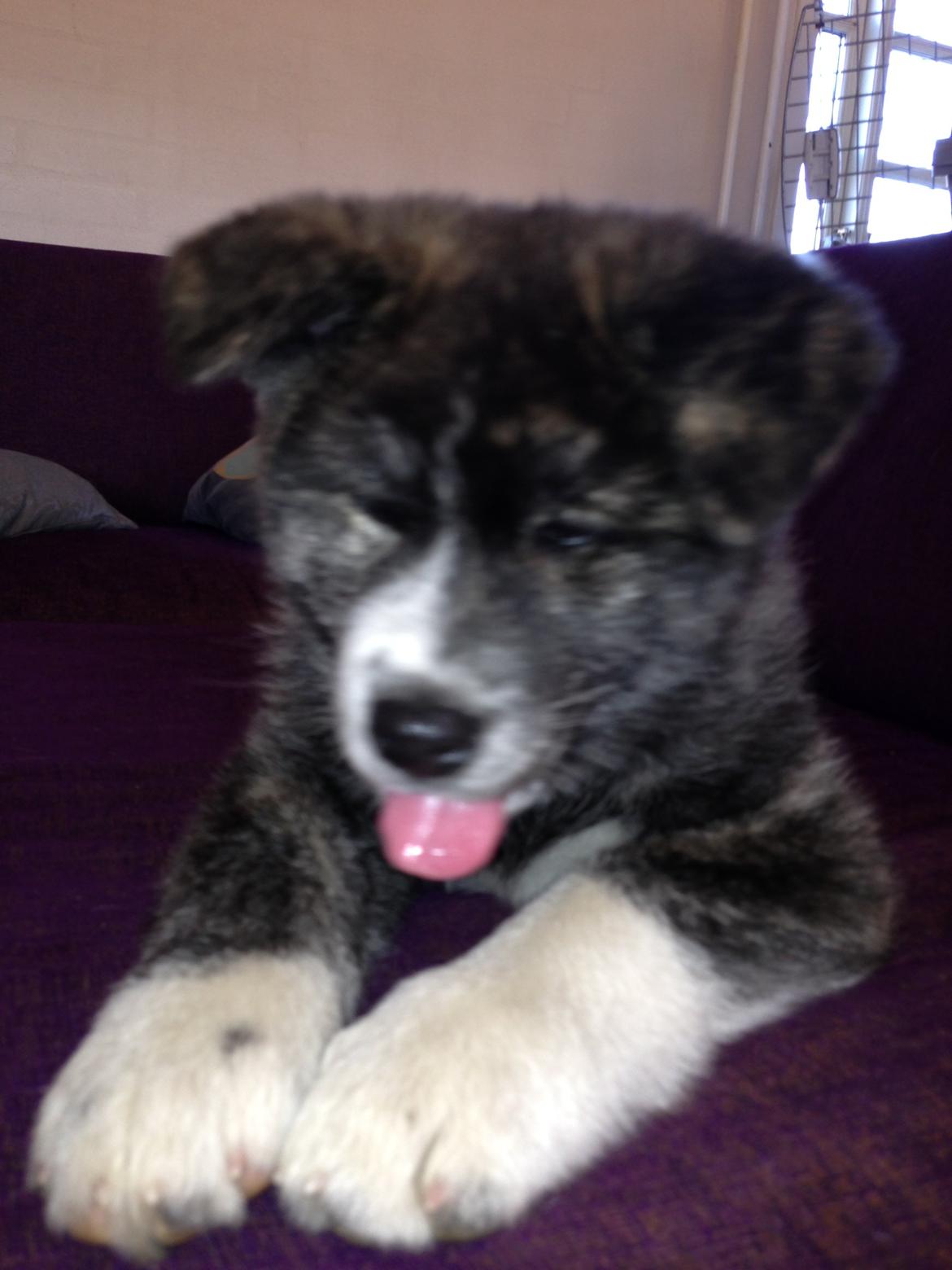 Akita inu Reiko (Akita-inu.dk) DK-Tika billede 13