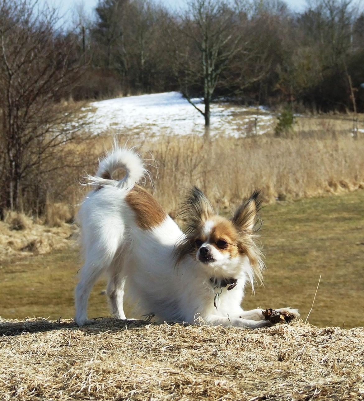 Blanding af racer Tali - Dejligt det endelig blev lidt forår billede 12