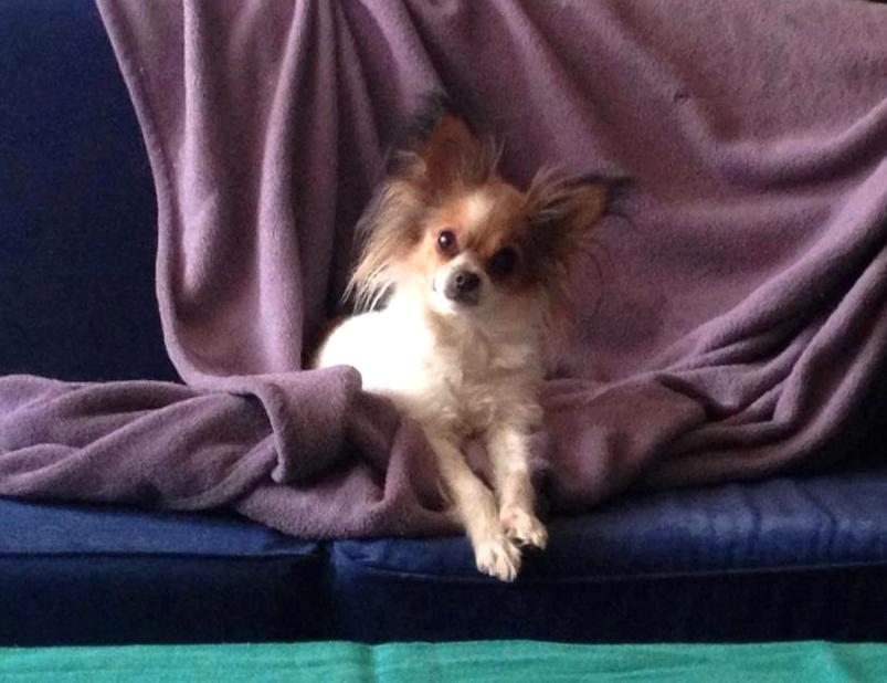 Blanding af racer Tali - Sofa hygge billede 16