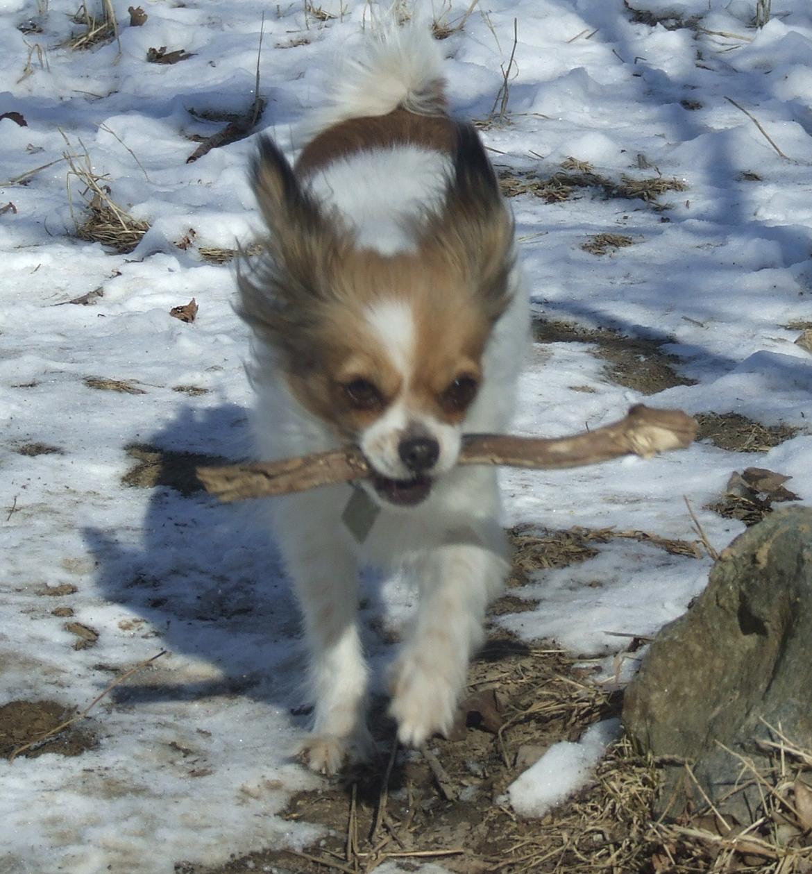 Blanding af racer Tali billede 14