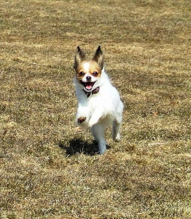 Blanding af racer Tali - Kan man andet end blive glad når man ser det smil. SMIL :D billede 11